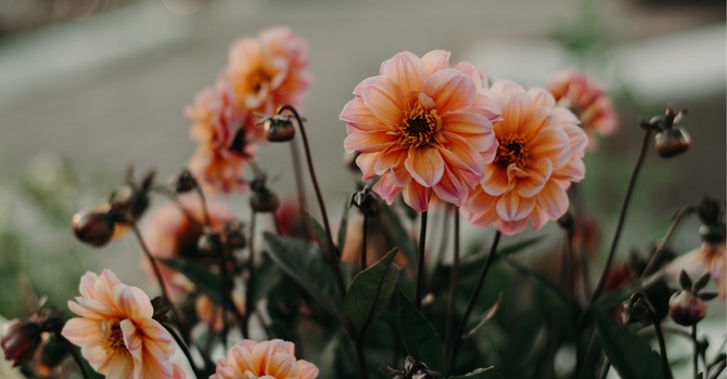 Purpose, Meaning, and Life